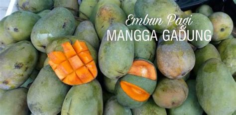 Jual Bibit Pohon Mangga Gadung Di Lapak Erlita Galuh Bukalapak