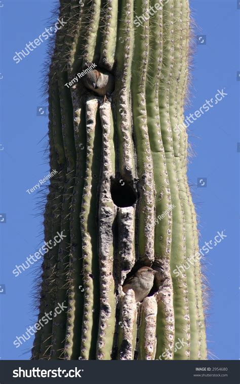 Birds Nesting In A Saguaro Cactus Stock Photo 2954680 : Shutterstock