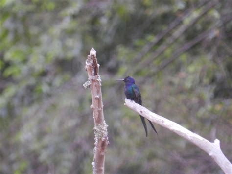 Foto Beija Flor De Peito Azul Chionomesa Lactea Por Elenice Costa