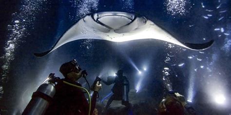 MANTA RAY NIGHT DIVE | Hawaii Tours and Activities