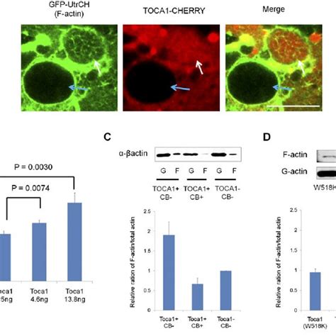 Nuclear Actin Polymerization Is Necessary For Transcriptional