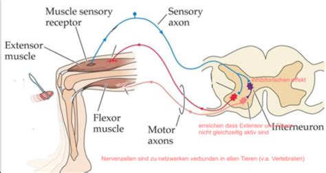 Entwicklung Des Nervensystems V V Flashcards Quizlet