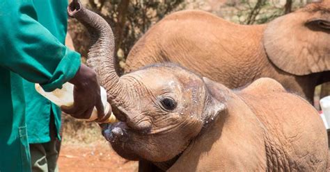 Nairobi National Park And Elephant Orphanage Guided Tour GetYourGuide