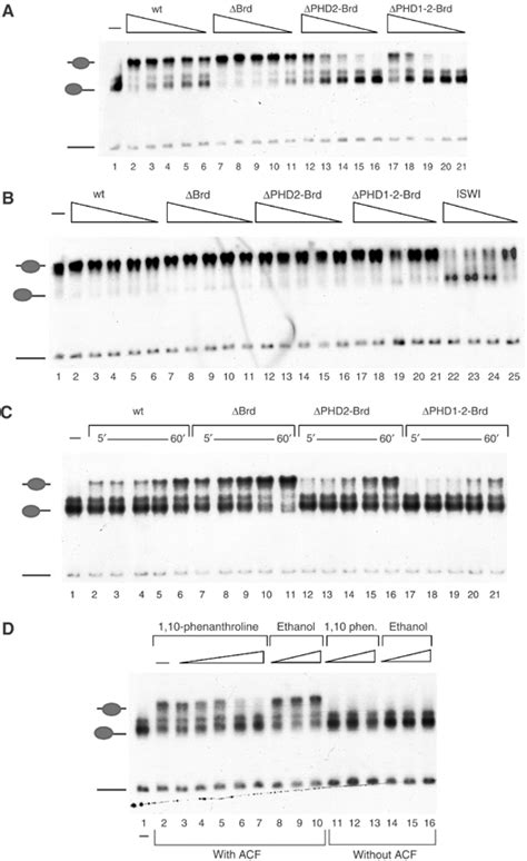 ACF1 Improves The Effectiveness Of Nucleosome Mobilization By ISWI