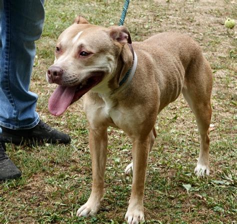 Dog For Adoption Emma A Pit Bull Terrier And Fox Terrier Mix In