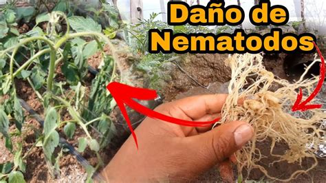 Daño de NEMÁTODOS en el cultivo de TOMATE El causante de muchas