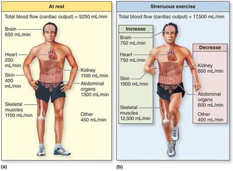 20 7 Blood Flow Distribution During Exercise Flashcards Quizlet