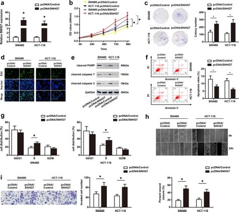 Lncrna Snhg7 Sponges Mir 216b To Promote Proliferation And Liver