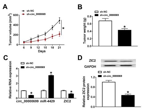 Silencing Of Circ Repressed Tumor Growth A B The Growth