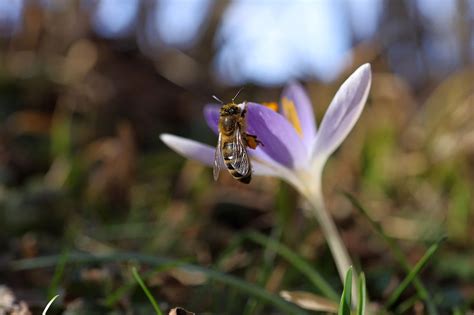 Honey Bee Crocus Free Photo On Pixabay