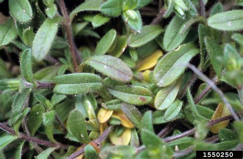 Common Mouse Ear Chickweed Cerastium Fontanum