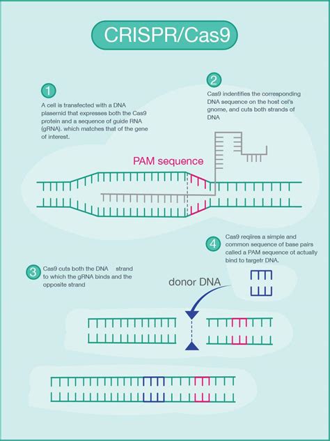 CRISPR Cas9 Diagram