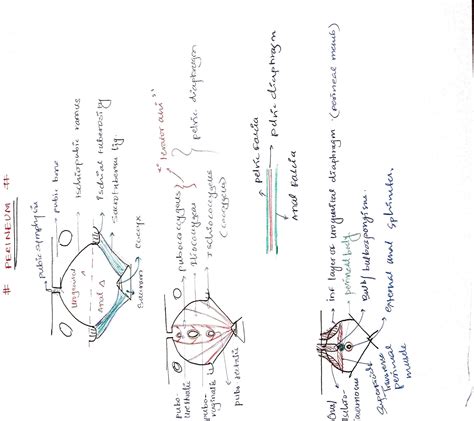 SOLUTION Perineum Abdomen And Pelvis Studypool