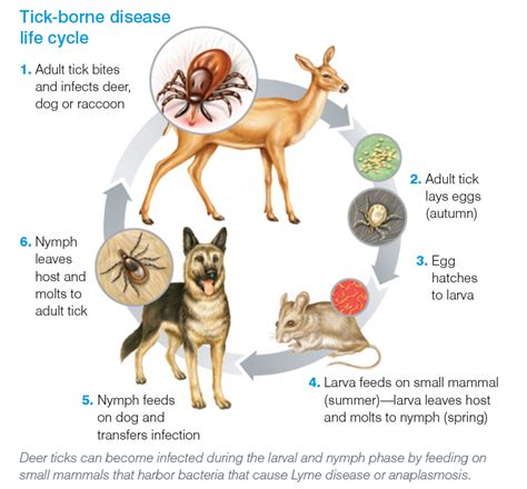 Deer Tick Life Cycle