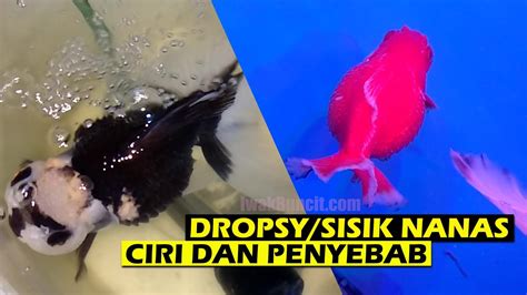 Kenali Penyebab Penyakit Dropsy Pada Ikan Mas Koki Momok Menakutkan