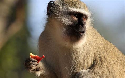 Monkey Feeding - Monkey Facts and Information