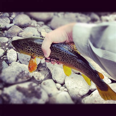 Bows And Browns Arkansas River Co