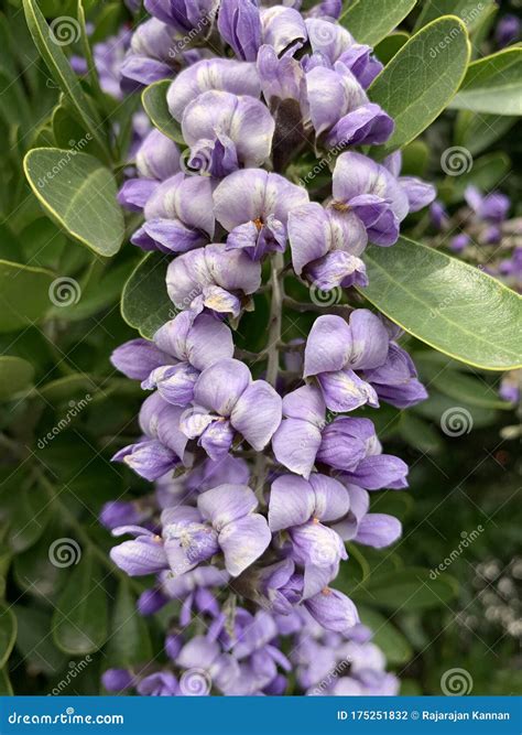 Beautiful Mountain Laurel Purple Color Flower Stock Photo - Image of