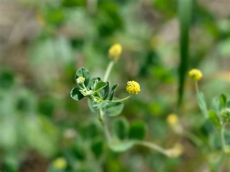 Black Medic Weed - How To Get Rid Of Black Medic | Gardening Know How