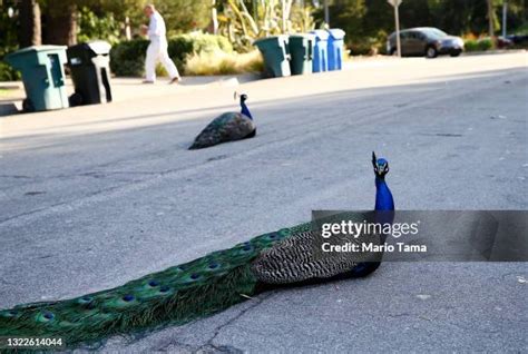 Peacock Street Photos And Premium High Res Pictures Getty Images