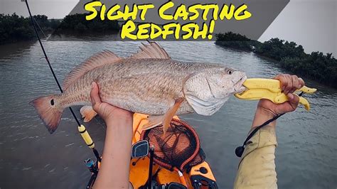 Sight Casting Redfish Kayak Fishing South Padre Island With Am Lures