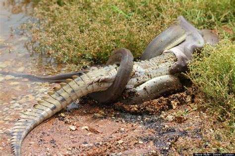 Maxy's Hideout: Snake Eats Crocodile By Swallowing It Whole (PHOTOS)