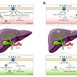 Schematic Diagram Of The Possible Molecular Mechanisms Underlying