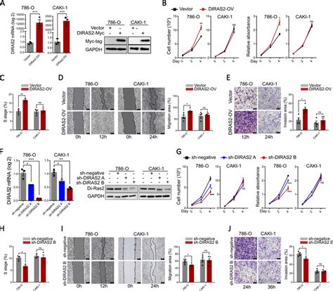 Di Ras2 Promotes Ccrcc Cell Proliferation Migration And Invasion In Download Scientific