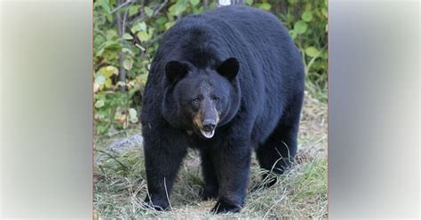 Learn about Florida black bears at Scott Springs Park - Ocala-News.com