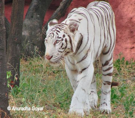 White Tiger At Nehru Zoo Or Zoological Park, Hyderabad - Inditales