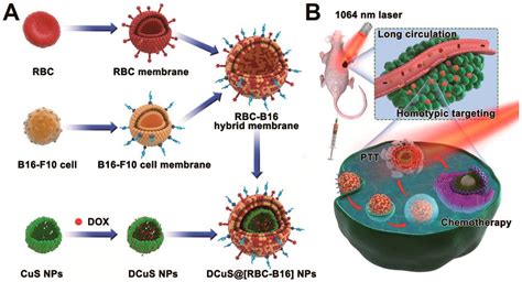 Polymers Free Full Text Cell Membrane Camouflaged Nanoparticles A