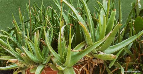 Why Is My Aloe Plant Turning Yellow