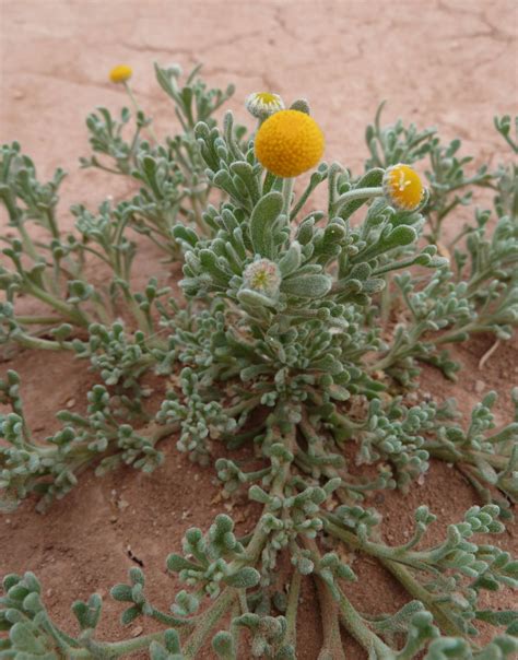 Brocchia Cinerea Biodiversit V G Tale Du Sud Ouest Marocain