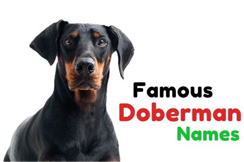 {1001+} Doberman Names: Cute » Tough » Tenacious » ʕ•ᴥ•ʔ