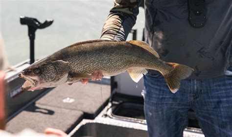 How To Find Big Post Spawn Lake Erie Walleye