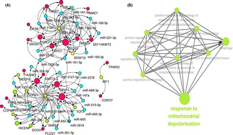 Construction And Analysis Of The Lncrnamirnamrna Interaction Network