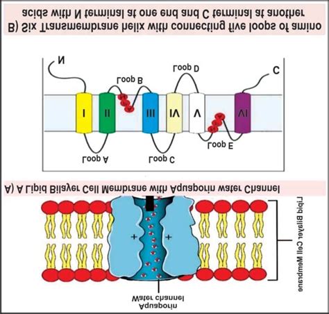 The Proposed Structure Of Aquaporins Aqps A A Lipid Bilayer Cell Download Scientific