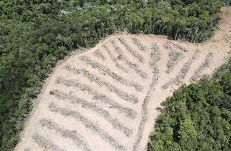 Desmatamento na Amazônia e Cerrado atinge níveis recordes em fevereiro