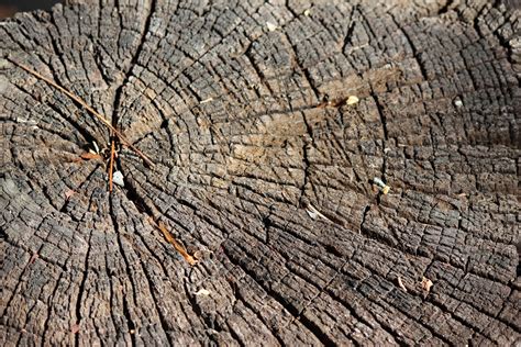 Tree Stump Texture Free Stock Photo Public Domain Pictures