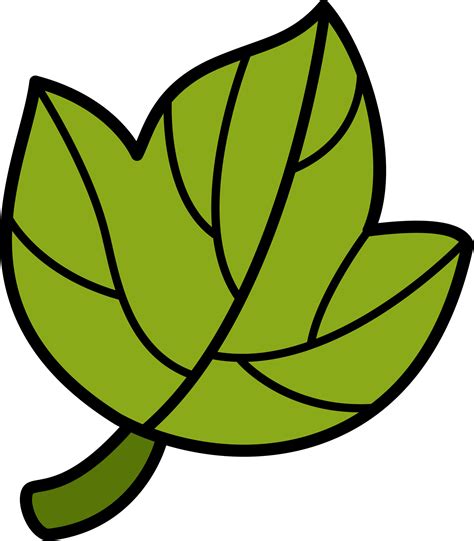 Cartoon Leaf Outline Png