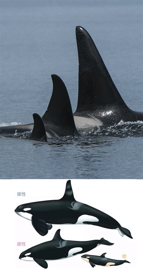 🔥 Male Orca size vs Female and baby: His mother and younger sibling ...