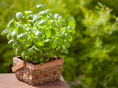 Planter Et Entretenir Du Basilic En Jardini Re Voici Les Tapes