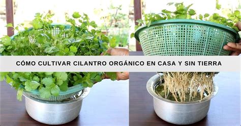 CULTIVA CILANTRO En Casa Semillas Y Consejos Esenciales