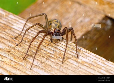 Female Hobo Spider Identification