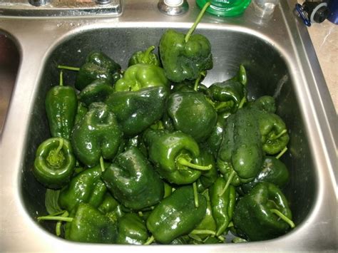 Poblano Peppers And Home Canned Chili Verde West Virginia Mountain