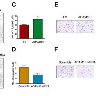 Immunofluorescence Staining Of ADAM10 Expression And Its Effect On