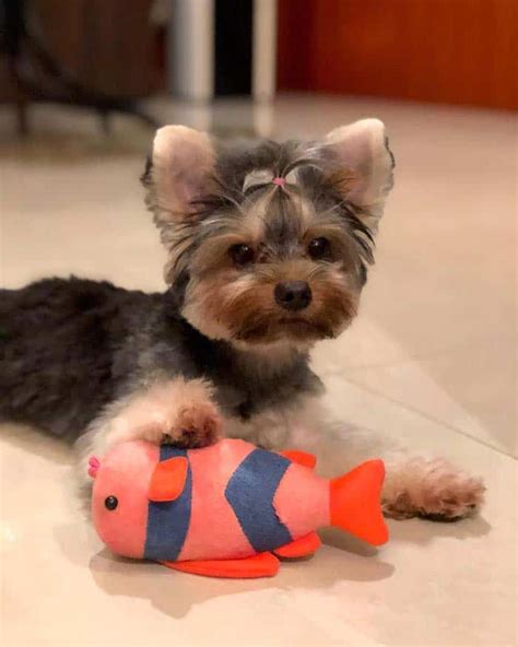 Yorkie Poo Dog | 12 Amazing Facts About Yorkie-poo