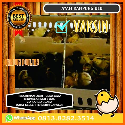 Jual Doc Anak Ayam Kampung Ulu Shopee Indonesia