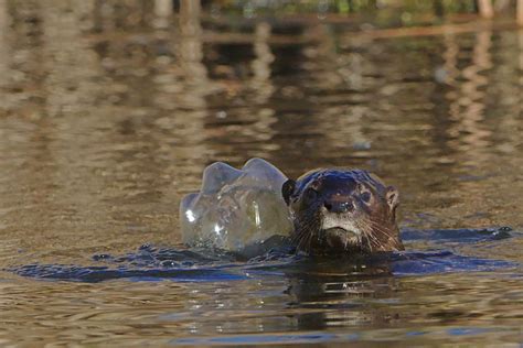 15 Fascinating Facts About Otters