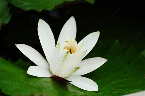 Fondo Flor De Loto Blanco Lirio De Asia Flotante Foto E Imagen Para